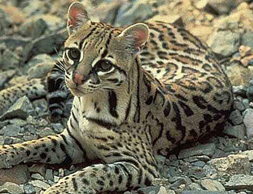 Rare footage of Arizona ocelot shows what could be lost by border wall